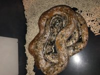 Calico Chinese Beauty.jpg