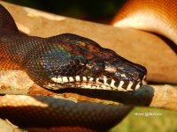 Big WLP female 3.jpg