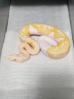 albino male.jpg