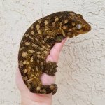 AnaxAmi Female Leachie.jpg