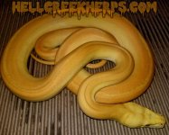 morph1.jpg