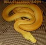 morph2.jpg