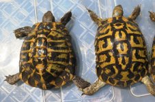 Adult Calabrians 08 07 2018 (2).jpg