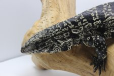 Tegu1.jpg