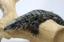 tegu1a.jpg