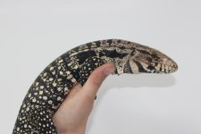 tegu2.jpg