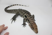 tegu2a.jpg