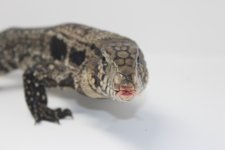 tegu3.jpg
