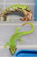 C2 2-3 Geckos.jpeg