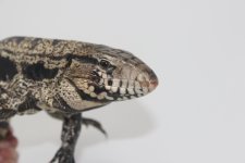 tegu3a.jpg