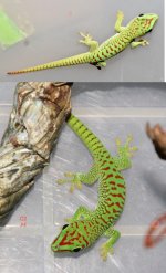 C2 1-4 Geckos.jpeg
