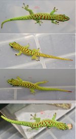 C1 Geckos.jpeg