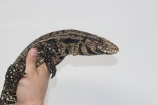 tegu4.jpg