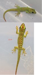 C3 Geckos.jpeg