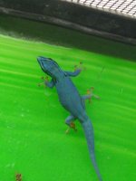 Lygodactylus williamsi - KS 1.jpg