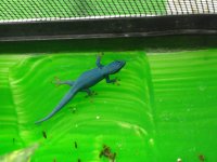 Lygodactylus williamsi - KS 2.jpg