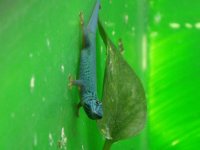 Lygodactylus williamsi - KS 3.jpg