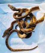 1.1 2019 Motley double het Albino Anthrax.jpg