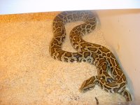dh albino granite fem.jpg
