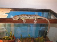 Skink_pic_8.JPG