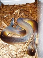 after shed.jpg