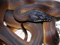 male white lip #1.jpg