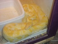 Male Albino 01.jpg