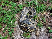 eastern hog female 3-29.jpg