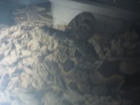 dum breeding 2.jpg