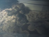 dum breeding 1.jpg