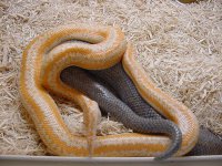 Rosy breeding 4.JPG