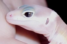 snake eye albino close up.jpg