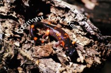 sierra nevada salamander Medium Web view.jpg