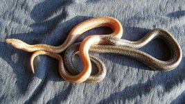 albino-Riverside 2.jpg