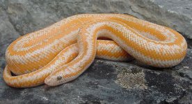 Whitewater albino MC 2.jpg