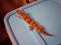 vincegeck.jpg