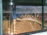 DSCF0088hognose.jpg