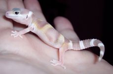 snake eye albino.jpg