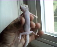 albino.jpg