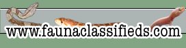 logo_concept_diablohogs2.jpg
