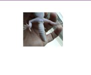 albino2.jpg