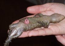 baby #2 - note intestine loop, dead at 18 hours old.jpg