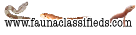 logo_concept_diablohogs2_no.gif