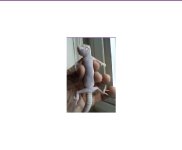 albino3.jpg