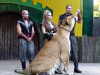 liger-med.jpg