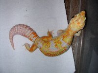 Albino Giants 025.jpg