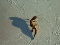imag0047.jpg