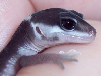 LBS BLACK EYES CLOSE UP 400.jpg