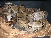 Bolivians-Breeding.JPG