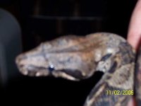 monster resize2.jpg
